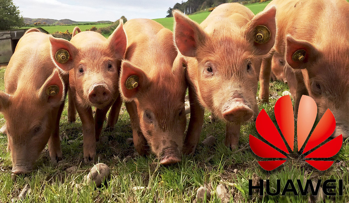 Huawei turns to pig farming as smartphone sales fall